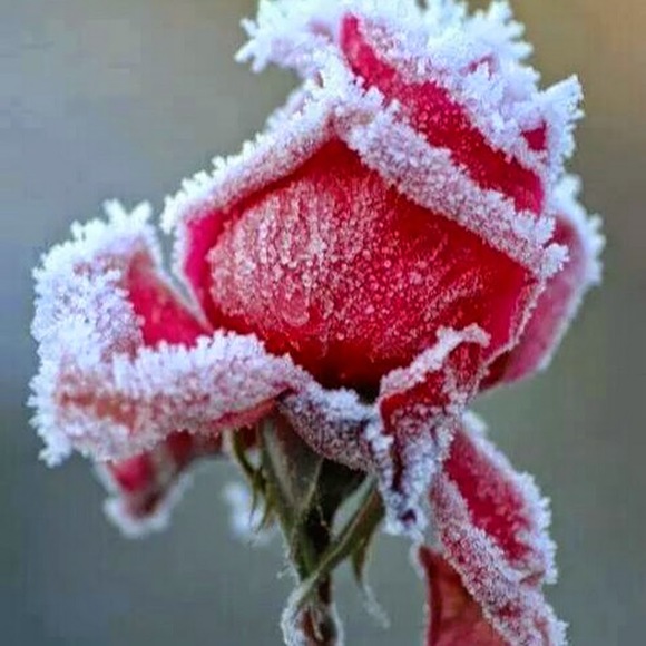 Meet your Posher, Amber - Picture 1 of 1